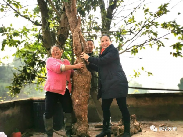 稀奇！銅梁“出土”形似人參的“特大葛王”