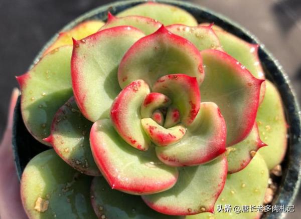 轟動、泡芙和阿瑪貝利，買3次的肉友不少吧？其實它是同一種多肉