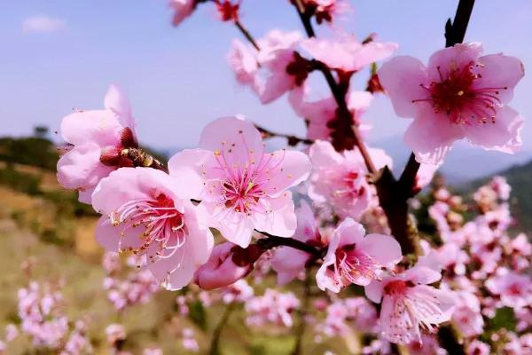 未入選《唐詩三百首》最著名的20首詩，其中有很多首你都能背下來