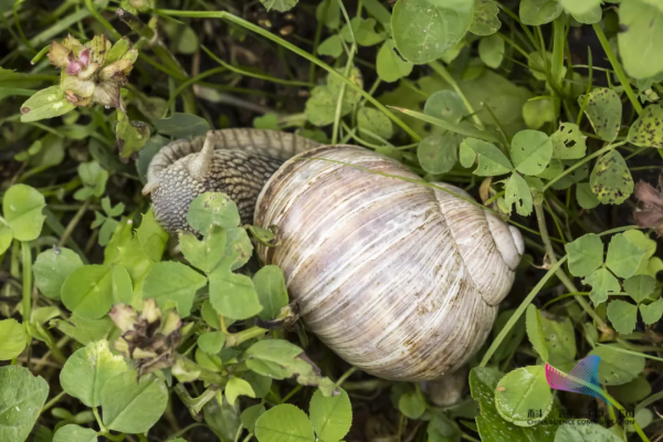注意!多地已被這些外來生物";佔領";!靠吃能解決?太天真了 注意!多地已被這些外來生物";佔領";!靠吃能解決?太天真了