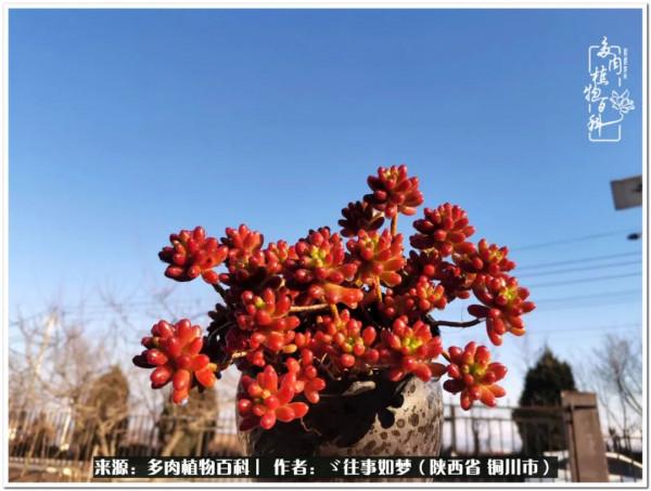 總有一段文字觸動心絃，總有那麼一盆多肉能打動你的心