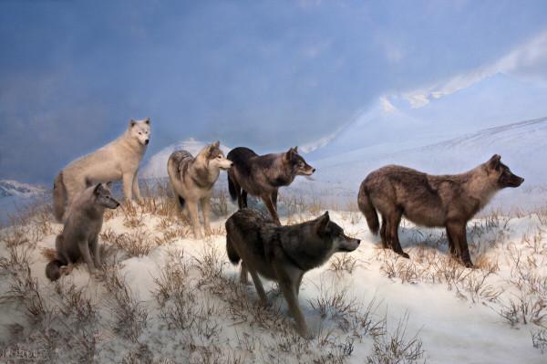 黃石公園的故事沒那麼簡單，狼被人殺光後，另一種動物變成了狼
