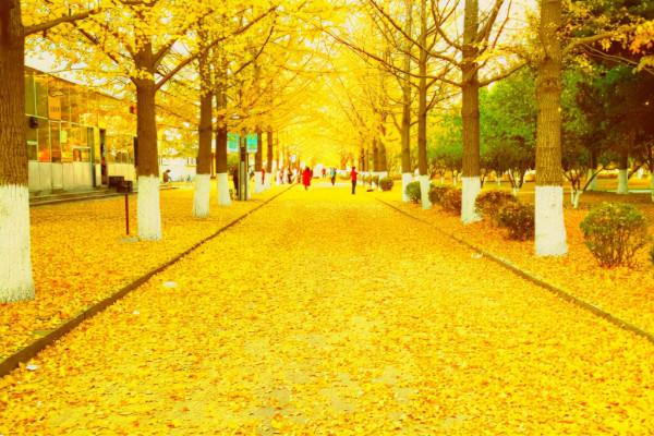 國慶賞秋該去哪?遼寧這6處景點千萬不能錯過,個個不輸北京香山 國慶賞秋該去哪?遼寧這6處景點千萬不能錯過,個個不輸北京香山