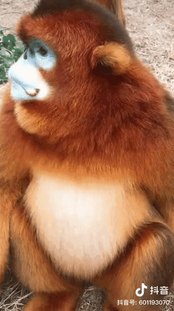 猴中貴族——金絲猴 猴中貴族——金絲猴