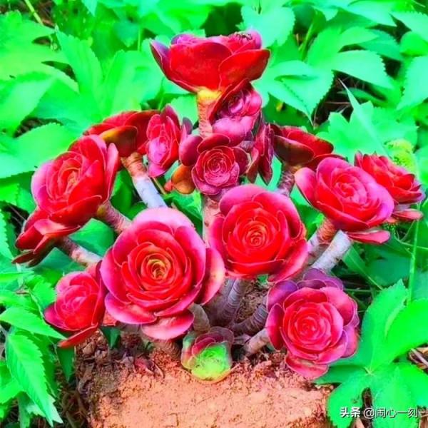 分享——不一樣的多肉