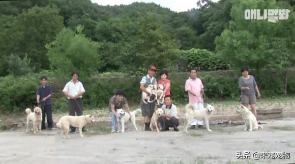 狗媽生了50只一模一樣的狗崽...裝監控、DNA鑑定只為找出渣爹 狗媽生了50只一模一樣的狗崽...裝監控、DNA鑑定只為找出渣爹