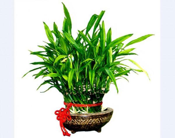 老話說“客廳養三竹，平安又富足”，不是迷信，是有科學依據的