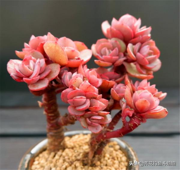 多肉秀妍是“爆崽小能手”，注意這三點，就可以輕輕鬆鬆變群生