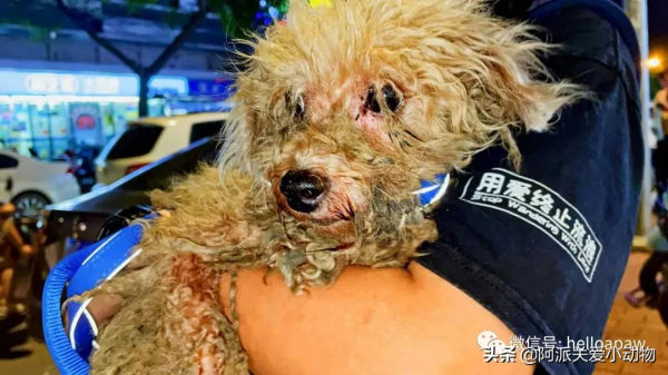 永樂 :它被開水燙、驅趕、毆打時,主人就在身邊 永樂 :它被開水燙、驅趕、毆打時,主人就在身邊