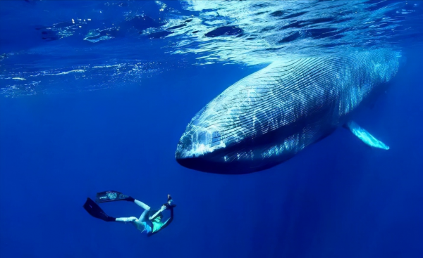 在鯨魚腹中是一種什麼感覺?一個手無寸鐵的人,還有機會逃生嗎? 在鯨魚腹中是一種什麼感覺?一個手無寸鐵的人,還有機會逃生嗎?
