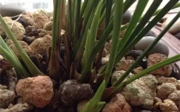 淘米水加點料,沒有異味,肥效能翻10倍,養啥花都旺 淘米水加點料,沒有異味,肥效能翻10倍,養啥花都旺