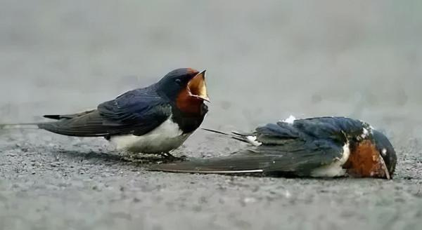 動物除了會越獄，還會抑鬱、還會自殺