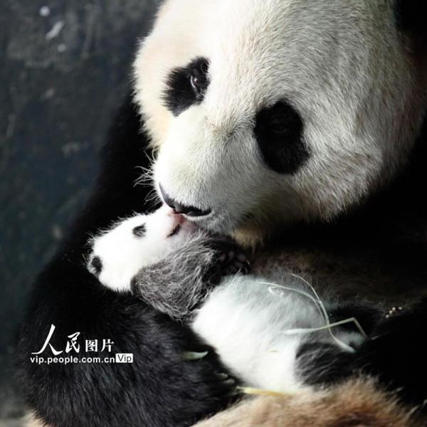 四川臥龍：熊貓幼崽茁壯成長