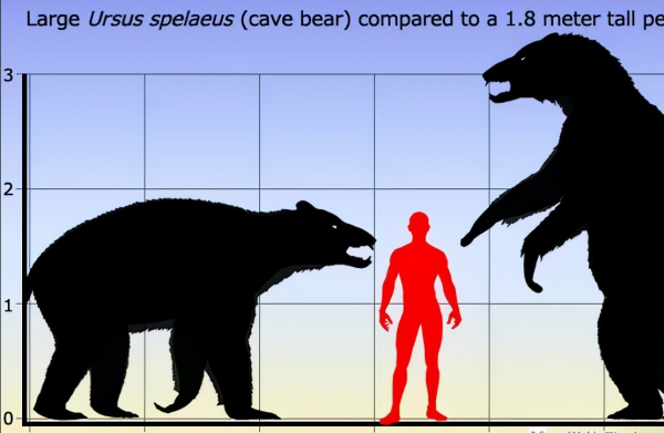 20張比你想象中要大的動物，比人還大的螃蟹