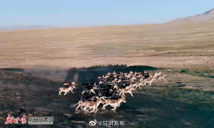 祁連深處的視覺盛宴 航拍肅北成群藏野驢 祁連深處的視覺盛宴 航拍肅北成群藏野驢