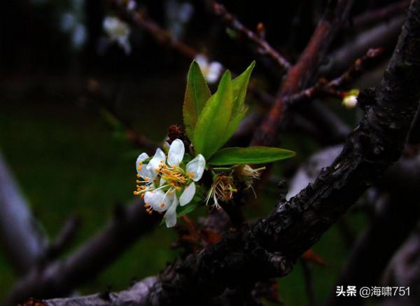 十八羅漢山的梨花開了