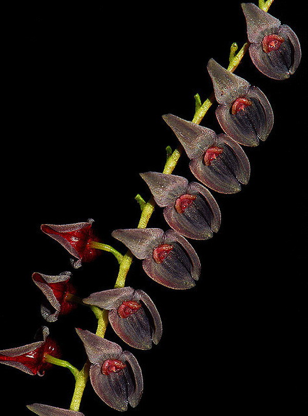 《百花集》（一百九十）