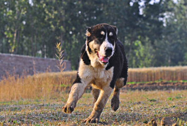 犬界哪些狗最兇猛?犬界四大金剛,非它們莫屬 犬界哪些狗最兇猛?犬界四大金剛,非它們莫屬