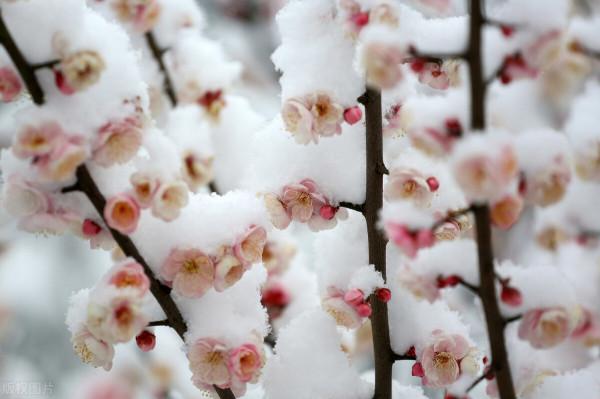 中國十大名花之首——梅花