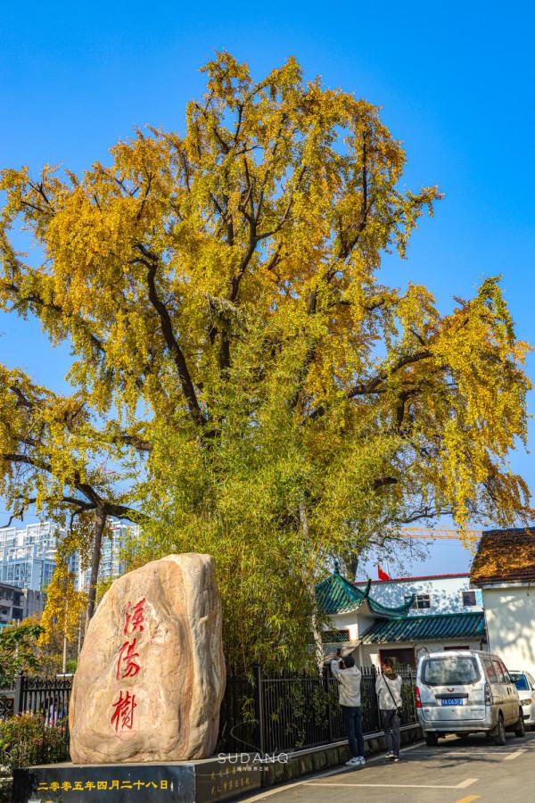 武漢最古老的一棵樹,迄今530餘年,被譽為“武漢秋天最美的樹” 武漢最古老的一棵樹,迄今530餘年,被譽為“武漢秋天最美的樹”