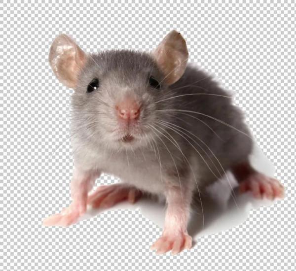 “鼠夾”引起的連鎖反應(哲理故事) “鼠夾”引起的連鎖反應(哲理故事)