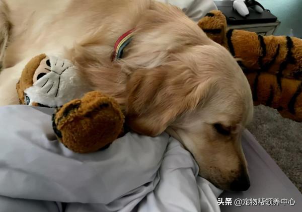 金毛第一次見下雪，非要帶上它才出門狂奔...畫面超治癒