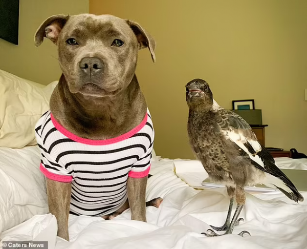 鬥牛㹴和喜鵲竟然成了形影不離的好朋友，喜鵲以為自己也是狗