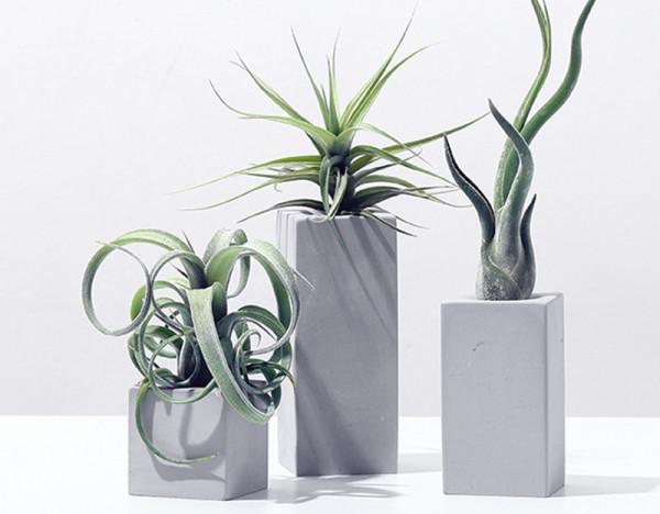 100種觀葉綠植,50種大型的,50種小型的,家裡沒有陽光也能養 100種觀葉綠植,50種大型的,50種小型的,家裡沒有陽光也能養