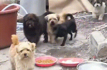 大叔靠撿廢品收養一群流浪狗，為報收養恩，5只狗每天陪他撿垃圾