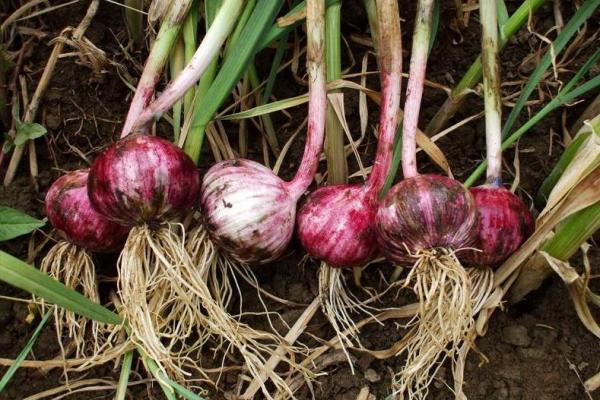 獨頭蒜是怎麼種出來的?高產口訣送給你 獨頭蒜是怎麼種出來的?高產口訣送給你