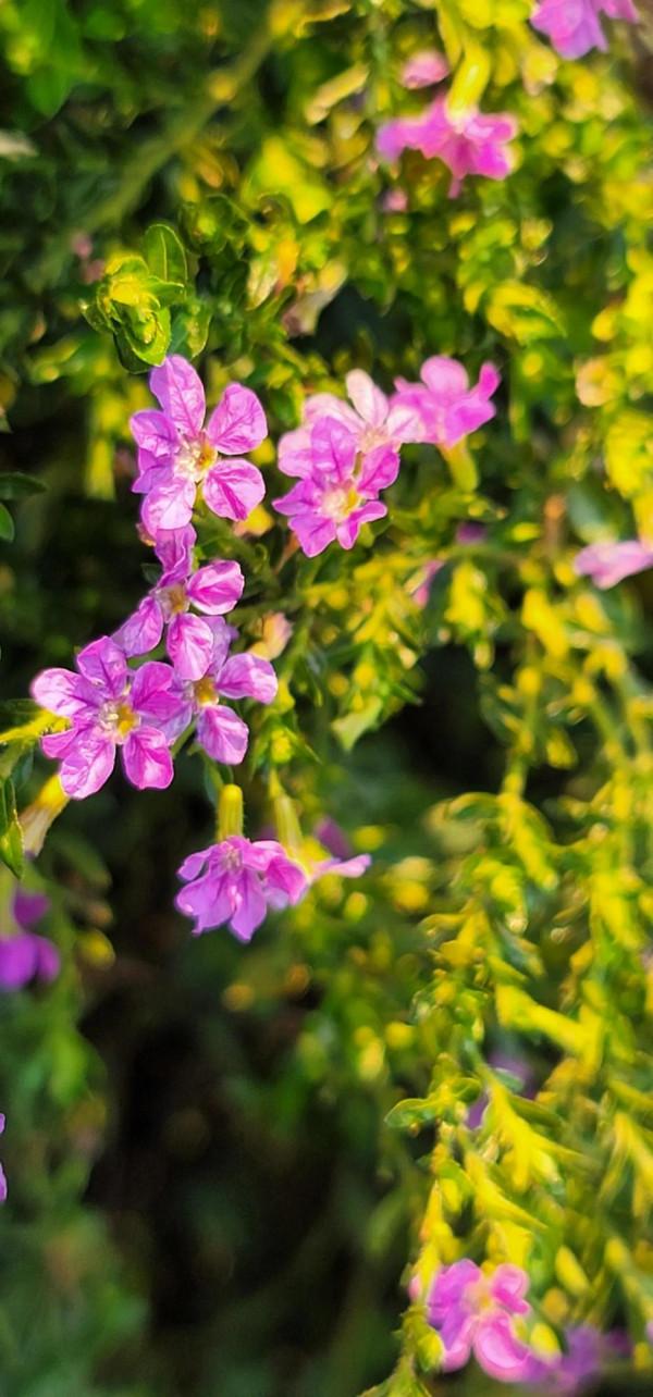 三星note20u拍微距也不錯 三星note20u拍微距也不錯