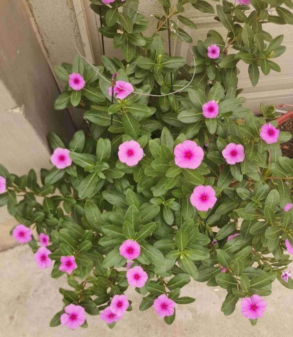 夾竹桃明明有劇毒，為什麼大街上隨處可見，還被稱作“希望之花”