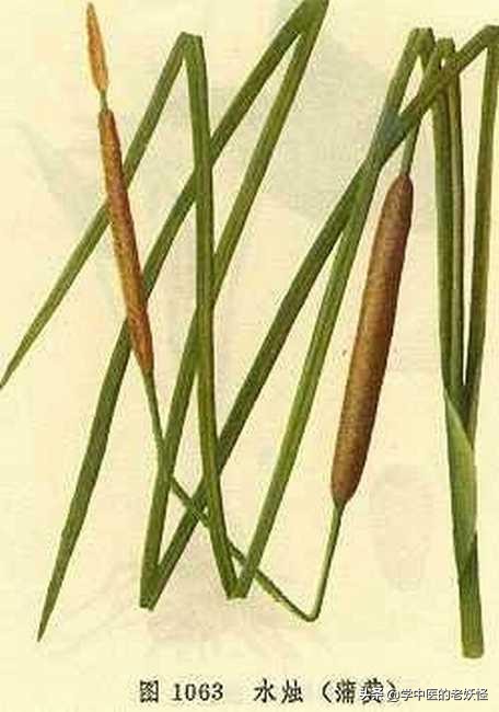 止血行瘀之良藥——蒲黃