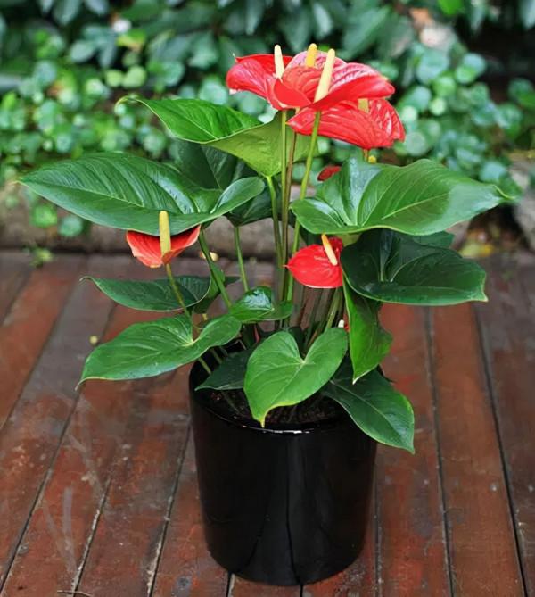 9種“大葉花”，耐陰又好看，不能曬太陽，一曬就“完蛋”