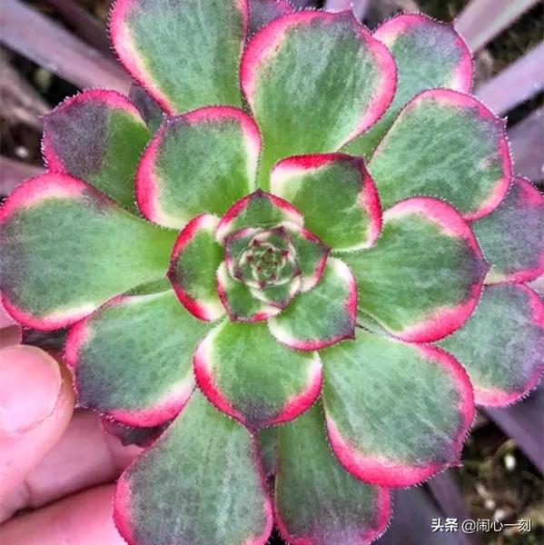 分享——不一樣的多肉