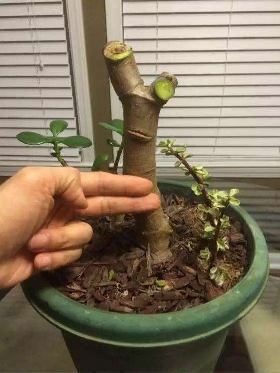 玉樹想“值錢”，全靠“會修剪”，長成百年大老樹，就靠3個要點