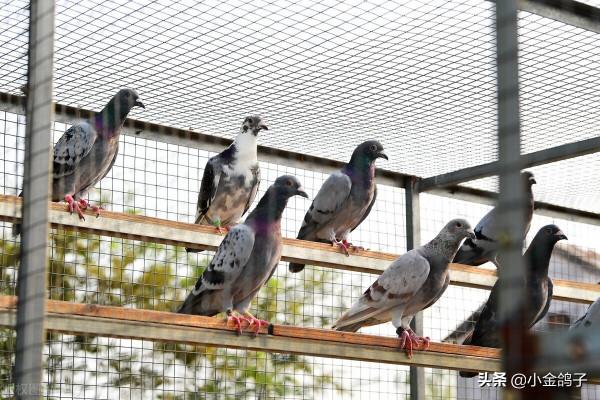 天落賽鴿進你鴿棚的6個條件，快來看看，你滿足幾個？