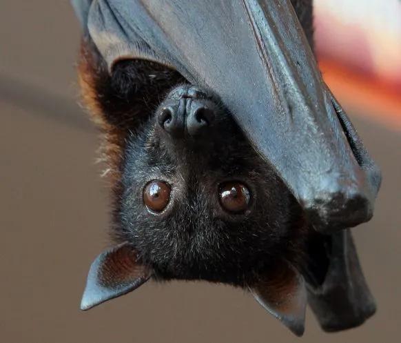 世界最大的蝙蝠