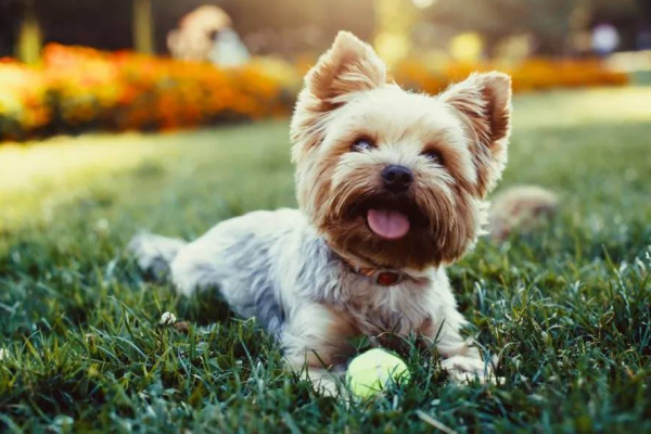 女生初次養狗選什麼好？這7種狗狗都不錯，顏值高