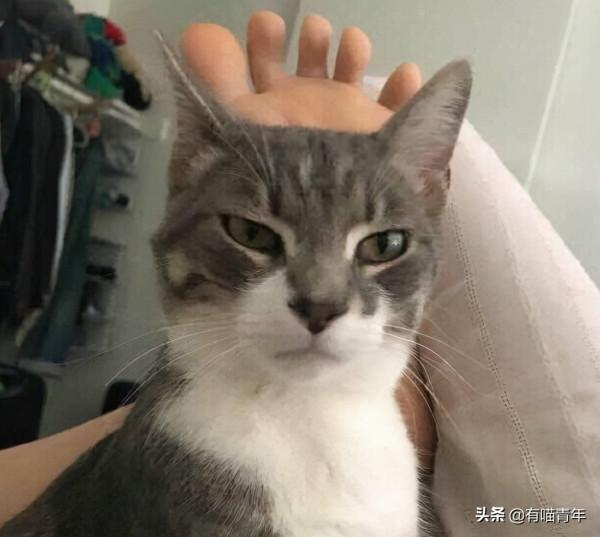 貓咪可以接地氣，但千萬不能接地府