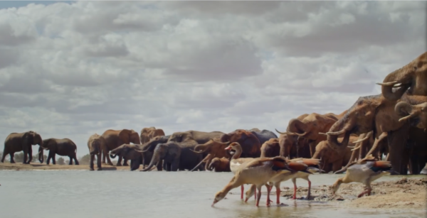 非洲特大旱災，動物屍橫遍野，50歲大象女王用智慧拯救族群