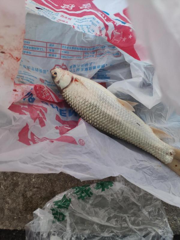 中秋釣魚感受 中秋釣魚感受