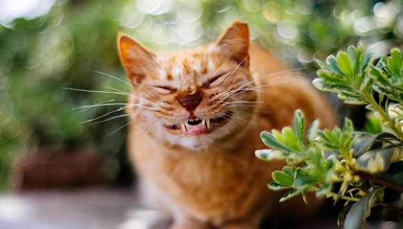 網友分享喵星人微笑練習 得意 治癒 還是無法言喻？