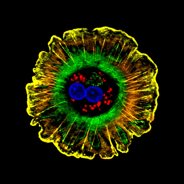 顯微鏡下的瑰麗世界 顯微鏡下的瑰麗世界