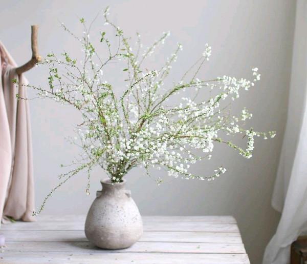 20種年宵花,高階又大氣,吉祥還旺財,現在買最便宜 20種年宵花,高階又大氣,吉祥還旺財,現在買最便宜