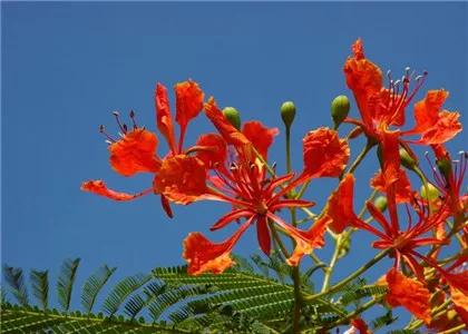 五彩鳳凰花圖片分享