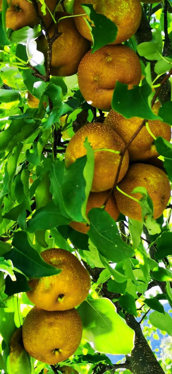 2021雲南遊-3 2021雲南遊-3