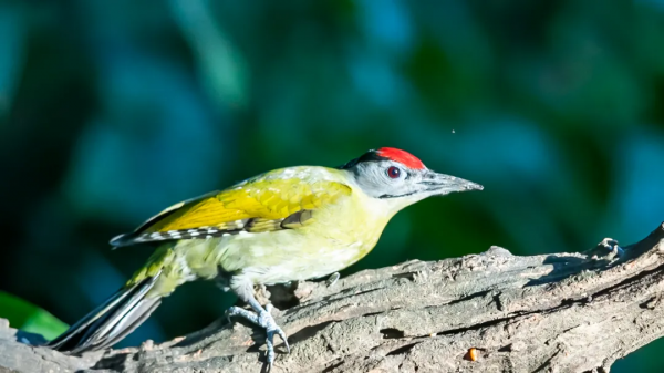 山西鳥類圖鑑 | 灰頭綠啄木鳥