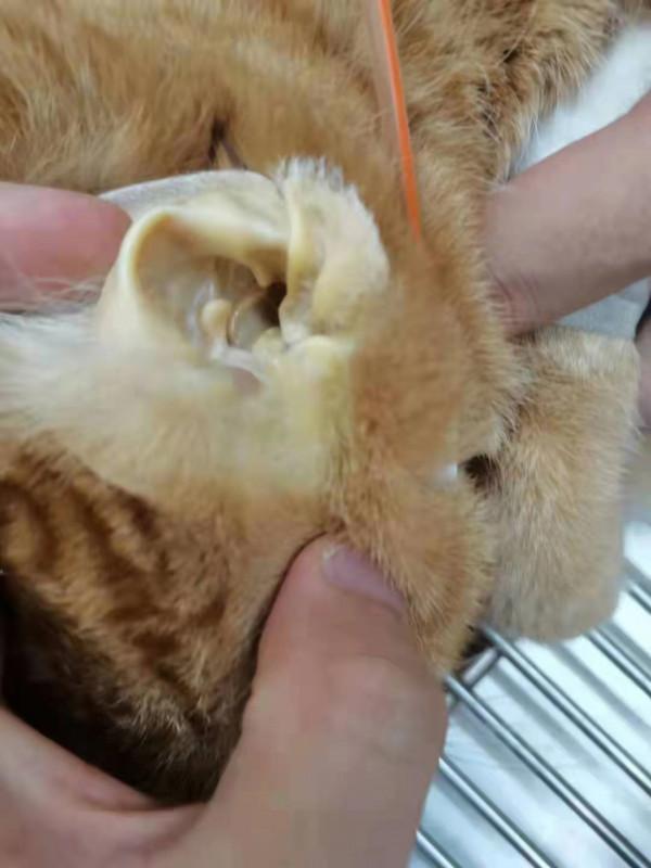 橘貓得了脂肪肝，真·橘·貓變橘貓