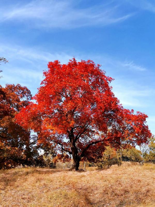 內蒙古烏旦塔拉草原上最美的五角楓林